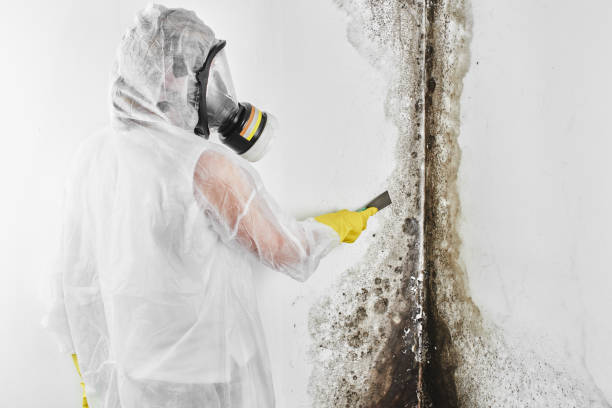 Best Professional Mold Removal  in Aberdeen, WA