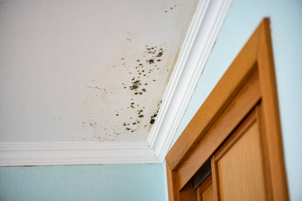 Best Fast Mold Removal  in Aberdeen, WA