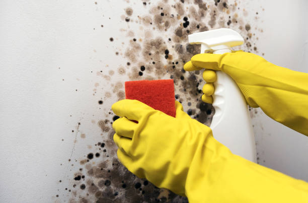 Best Black Mold Removal  in Aberdeen, WA