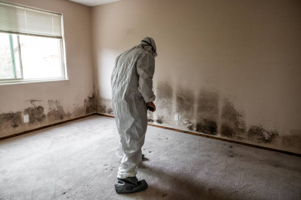 Best Mold Damage Repair  in Aberdeen, WA