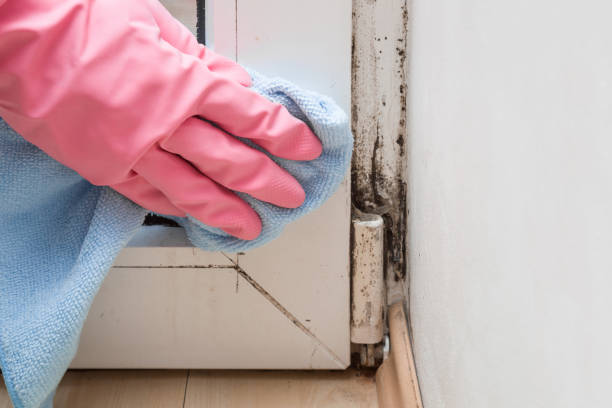 Best Emergency Mold Removal  in Aberdeen, WA