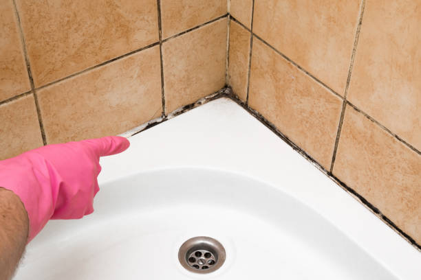 Best Certified Mold Removal  in Aberdeen, WA