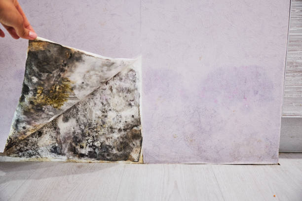 Best Same-Day Mold Removal  in Aberdeen, WA